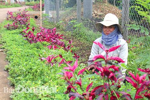 Những tuyến đường sạch, đẹp ở Xuân Bắc