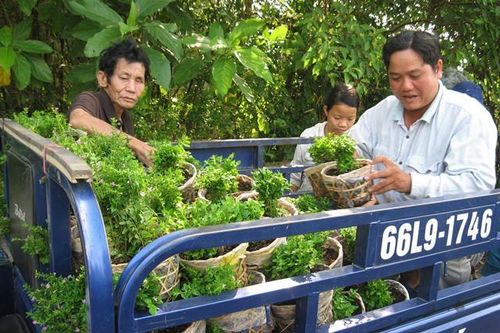 Diện tích gieo trồng hoa kiểng đạt khoảng 2.200ha