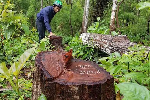 Gia Lai: Chỉ đạo điều tra, xử lý vụ khai thác gỗ trái phép vùng rừng giáp ranh