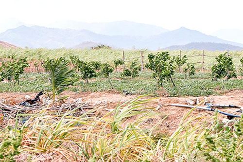 Tăng diện tích cây ăn quả, giảm cây mía
