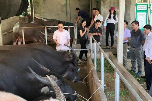 Khẳng định vị thế kinh tế trang trại
