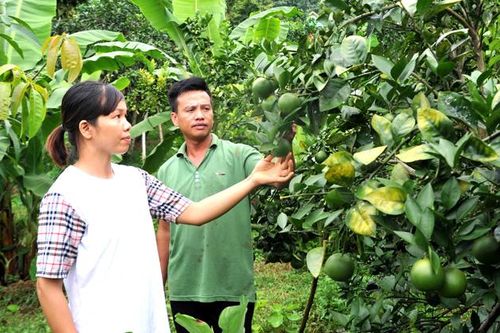 Vợ chồng đảng viên tiêu biểu ở xã Hòa An
