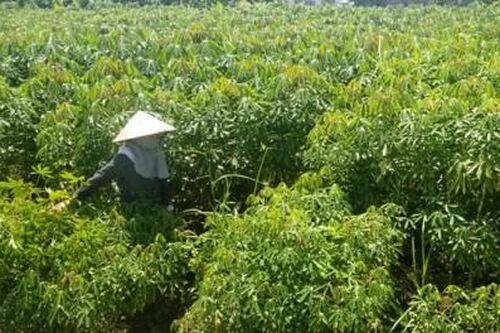 Kinh tế Nông nghiệp - Nông thôn Người trồng sắn: Nắng sợ sâu bệnh, mưa lo úng ngập