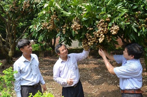 Nhãn chất lượng cao hướng tới xuất khẩu