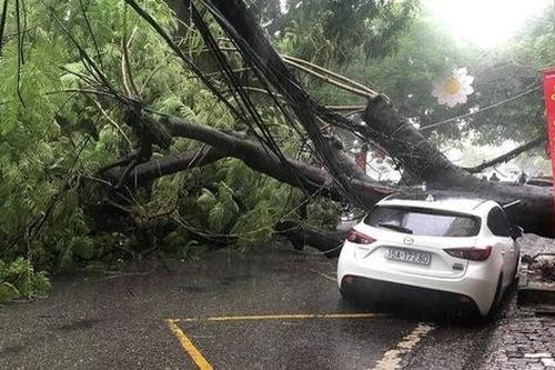 Hải Phòng mưa lớn, cây đổ làm 1 người bị thương
