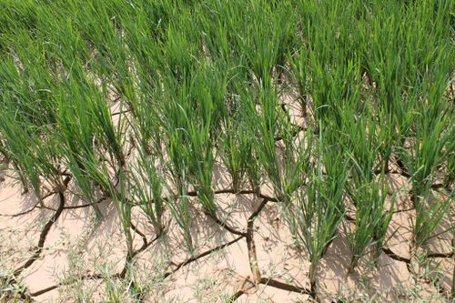 Không chờ tới hết thế kỷ, biến đổi khí hậu đã 'gõ cửa' ở Tây Bắc
