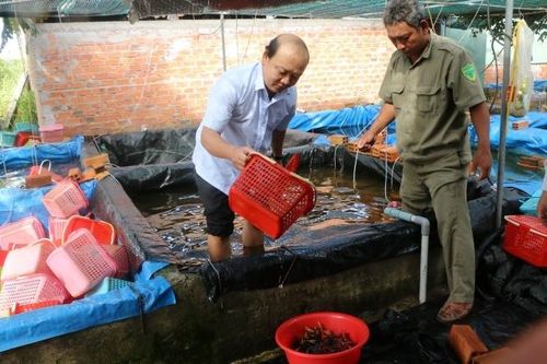 Long An tiêu hủy số lượng lớn tôm càng đỏ