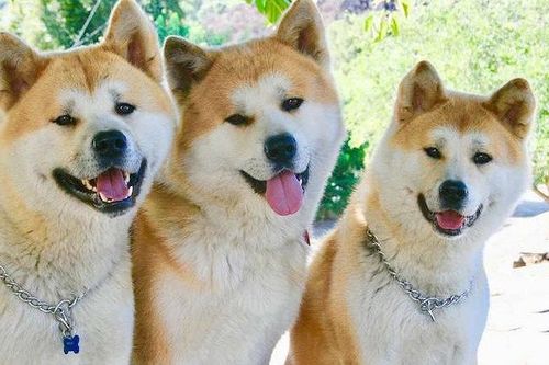 Những chú chó nổi tiếng trong làng điện ảnh thế giới