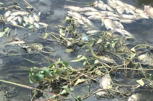 Đà Nẵng: Cá chết trắng kênh Đa Cô, xác hôi thối 'tấn công' người dân