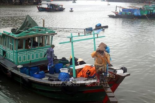 Các tỉnh, thành phố từ Quảng Ninh đến Khánh Hòa chủ động ứng phó với áp thấp nhiệt đới trên biển Đông