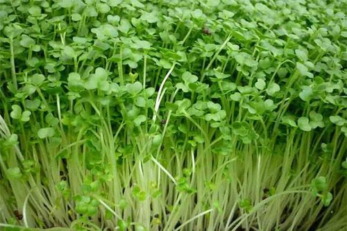 Mách mẹo trồng rau mầm bằng khăn giấy xanh mướt, giàu chất dinh dưỡng hơn thuốc bổ