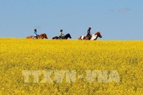 Nông nghiệp Canada đối mặt với việc thiếu đầu tư và nhân lực