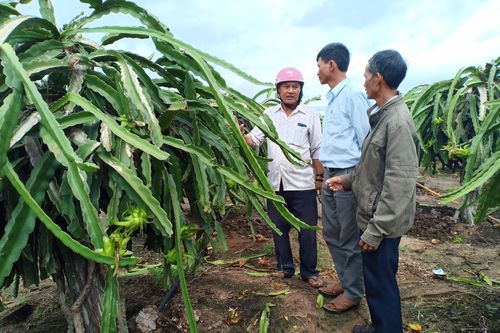 Ia Pa: Hội nghị đầu bờ mô hình thanh long ruột đỏ