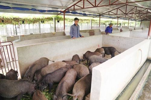 Dịch tả lợn châu Phi vẫn diễn biến khó lường
