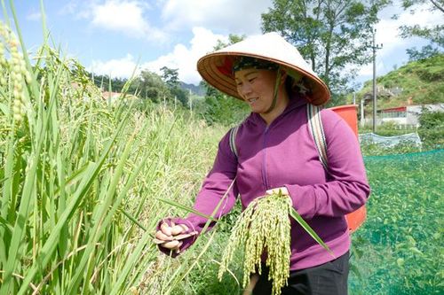 Mùa cốm về trên 'Cao nguyên trắng' Bắc Hà