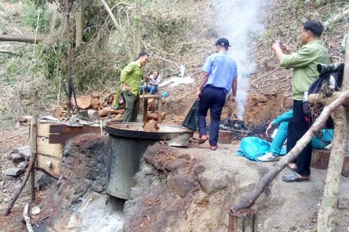 Rừng Ðam Rông tiếp tục bị 'săn' gỗ quý