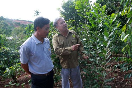 Lâm Hà: Mắc ca lên xanh trên đất lâm nghiệp
