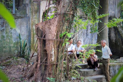 Làng ngoại thành Hà Nội dự kiến thu về 150 tỷ từ bán đấu giá gỗ sưa
