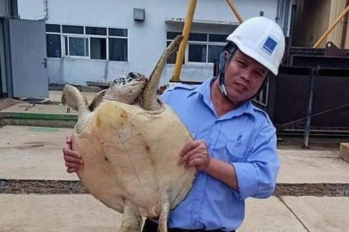 Đồi mồi nặng 12 kg mắc vào trạm bơm nước ở Hà Tĩnh