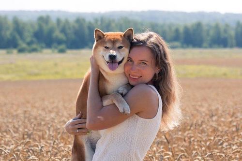 Shiba, giống 'quốc khuyển' thông minh, trung thành của Nhật Bản