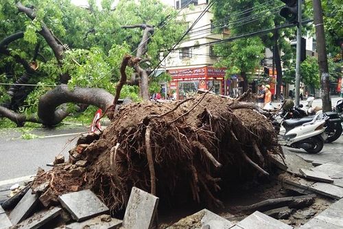 Hà Nội: Cây xà cừ bật gốc đè bẹp xe taxi trên phố Nguyễn Hữu Huân