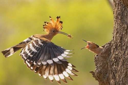 50 bức ảnh vào vòng chung kết cuộc thi nhiếp ảnh thế giới 'Mẹ thiên nhiên' năm 2019 (Phần I)