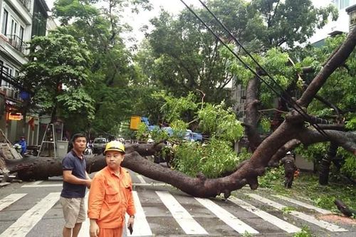 Hà Nội: Cây bật gốc sau trận mưa lớn