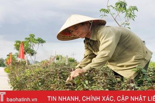 Độc đáo 'con đường rau thơm' ở Hà Tĩnh