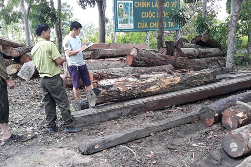 Ia Pa: Hơn chục thân gỗ 'vô chủ' kết bè trôi trên sông Ba