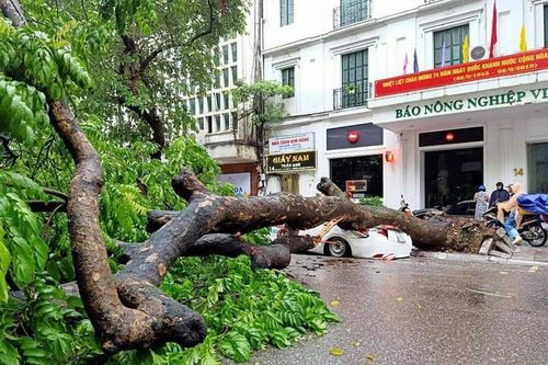Cây cổ thụ đổ đè bẹp xe taxi, tài xế may mắn thoát chết