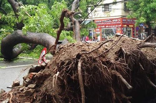 Hà Nội: Dân hốt hoảng vì cây xà cừ cổ thụ bật gốc, cành đập vào 4 căn nhà, 1 chiếc taxi lúc rạng sáng