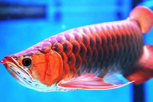 Mãn nhãn tận mục những loài cá cảnh đẹp nhất