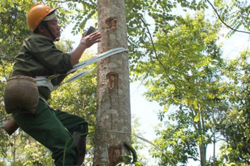 Một tháng lên rừng leo cây, thu về 80 triệu