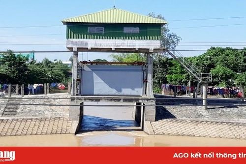 Phú Tân xả lũ 50% diện tích sản xuất, để vệ sinh đồng ruộng