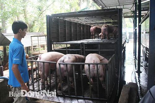 Heo hơi sốt giá, lo thiếu nguồn cung mùa Tết