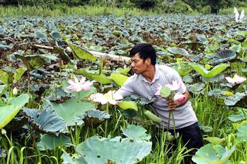 Trồng sen Nhật kết hợp với nuôi cá rô Tổng Trường cho thu nhập cao