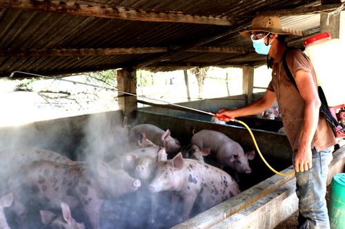 Địa phương cuối cùng cả nước công bố dịch tả lợn châu Phi