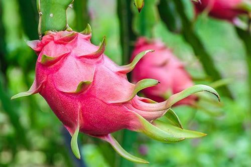 Trung Quốc không mua, dưa hấu, thanh long rớt giá còn 6.000 đồng/kg