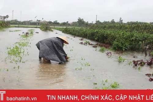 Mưa lớn kéo dài, nhiều cánh đồng rau ở Hà Tĩnh 'vùi' trong nước