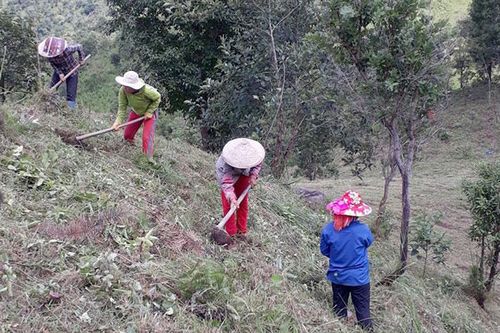 Mở hướng thoát nghèo từ cây sa nhân tím