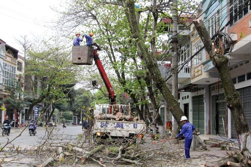 Thành phố Lào Cai thay thế và trồng mới hơn 1.800 cây xanh