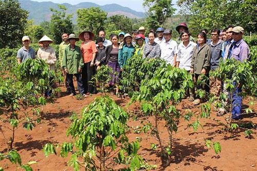 Nỗ lực phục hồi vườn cà phê già cỗi