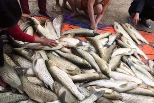 Kinh tế Nông nghiệp - Nông thôn Cá lồng ở Quảng Điền chết hàng loạt
