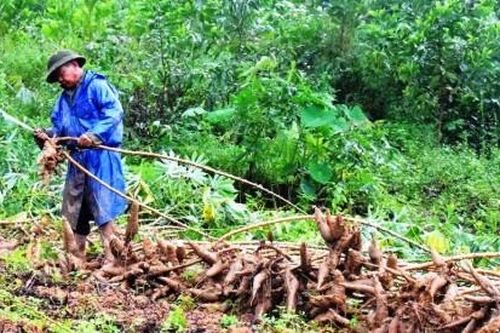 Kinh tế Nông nghiệp - Nông thôn Nông dân Phong Điền thu hoạch sắn chạy lũ
