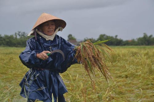 Kinh tế Nông nghiệp - Nông thôn Nông dân Phú Lộc gặt lúa chạy lũ