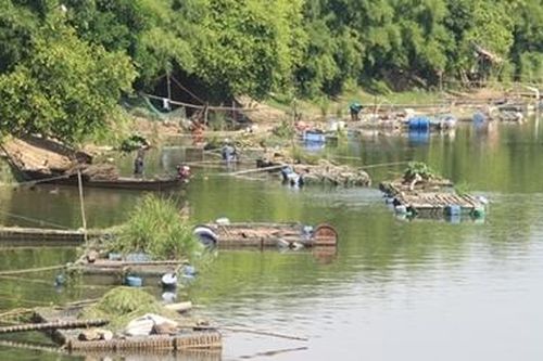 Cá lồng nuôi trên sông Bồ lại chết hàng loạt