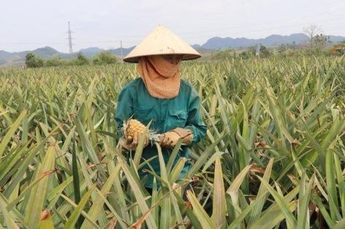 Bất cập trong sử dụng đất tại các nông, lâm trường xứ Thanh: Lãng phí tài nguyên, đi ngược kỳ vọng