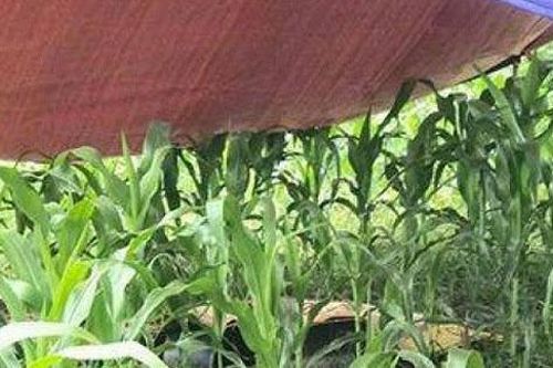 Hé lộ nguyên nhân người phụ nữ tử vong bất thường giữa cánh đồng ngô ở Hòa Bình