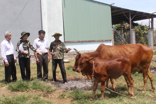 Phú Yên: Hỗ trợ bò giống cho hộ nghèo huyện Sông Hinh