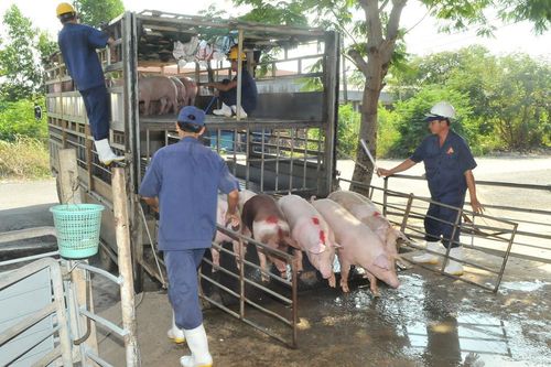 'Thủ phủ' chăn nuôi heo: Không mạo hiểm tái đàn